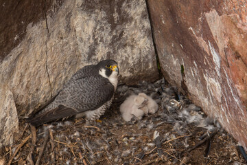 Peregrine Falcon adult at nest taken in northern MN in the wild