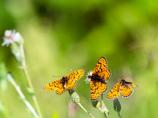 Roter Scheckenfalter (Melitaea didyma)