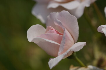 quantum valentine roses on different scales and macro photography
