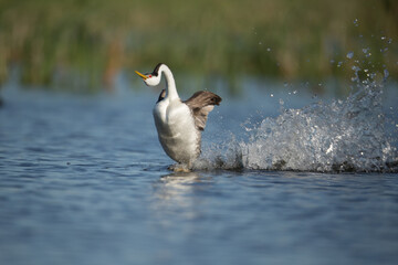 Western Grebe rushing
