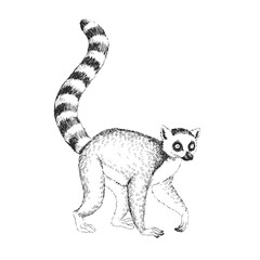 Vector hand-drawn illustration of a Ring-tailed lemur. Black and white sketch of a Madagascar animal.