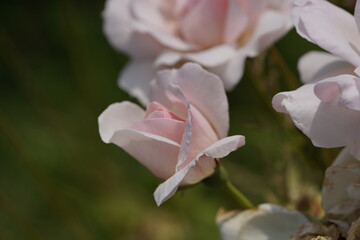 quantum valentine roses on different scales and macro photography
