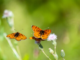 Roter Scheckenfalter (Melitaea didyma)