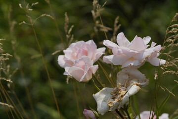 quantum valentine roses on different scales and macro photography