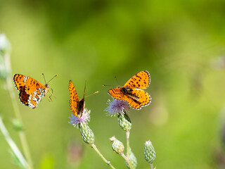 Roter Scheckenfalter (Melitaea didyma)