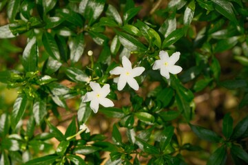 Close-up view of three white jasmine flowers blooming among lush green foliage.