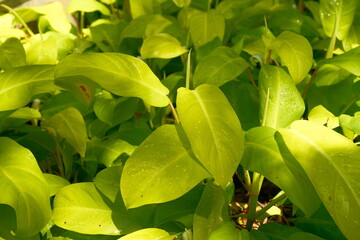 Close-up view of vibrant, bright green leaves, illuminated by sunlight, showcasing natural textures.