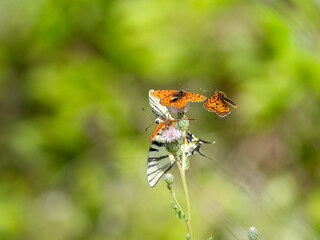 Roter Scheckenfalter (Melitaea didyma) , Segelfalter (Iphiclides podalirius)