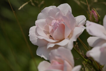 quantum valentine roses on different scales and macro photography