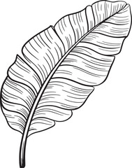 Obraz premium Detailed Hand Drawn Tropical Leaf Illustration with Intricate Veins and Textured Design