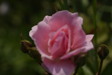 quantum valentine roses on different scales and macro photography