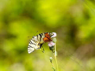 Roter Scheckenfalter (Melitaea didyma) , Segelfalter (Iphiclides podalirius)