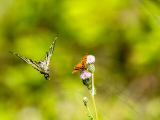 Roter Scheckenfalter (Melitaea didyma) , Segelfalter (Iphiclides podalirius)