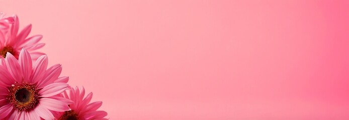 Bright pink daisies on the left edge of a pastel pink wide-format background with copy space. Floral wide banner for greeting card, poster, invitation, holiday, Mother's Day, feminine design
