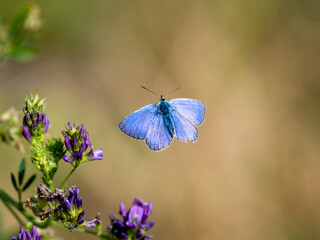 Hauhechel-Bläuling (Polyommatus icarus)