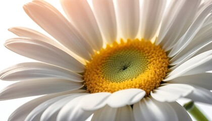 Macro view of single white daisy flower with yellow center, soft sunlight on detailed petals. Nature purity, freshness, and beauty concept