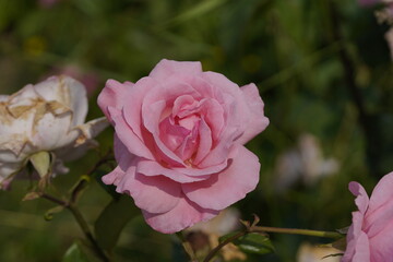 quantum valentine roses on different scales and macro photography