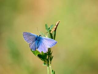 Hauhechel-Bläuling (Polyommatus icarus)