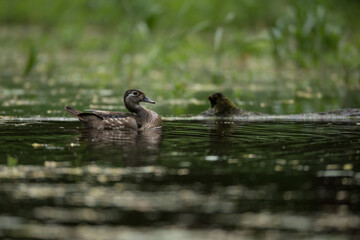 Wood Duck female swimming taken in southern MN in the wild