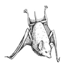 Vector hand-drawn illustration of African sheath-tailed bat. Sketch of Madagascar animal.