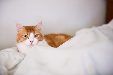 Blue-eyed cat frolicking on a white bed