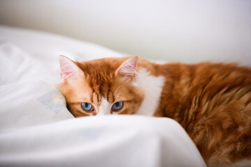 Blue-eyed cat frolicking on a white bed