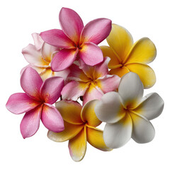 Plumeria flowers in pink, yellow and white isolated on transparent background