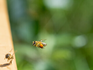 Honigbiene (Apis mellifera)