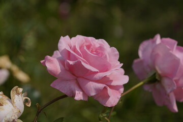 Obraz premium quantum valentine roses on different scales and macro photography