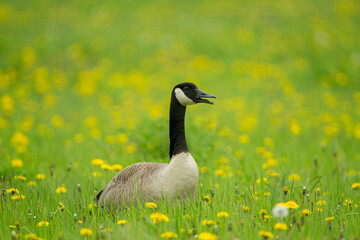 Canada Goose taekn in southern MN