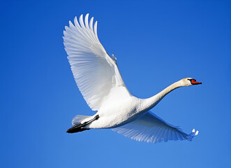 white swan on blue sky