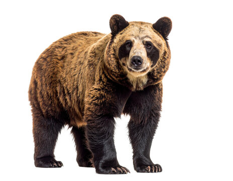 A spectacled bear, a unique South American bear species, isolated on a white background.