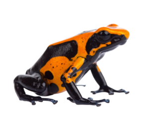 A brightly colored poison dart frog with black and orange patterns, isolated on white.
