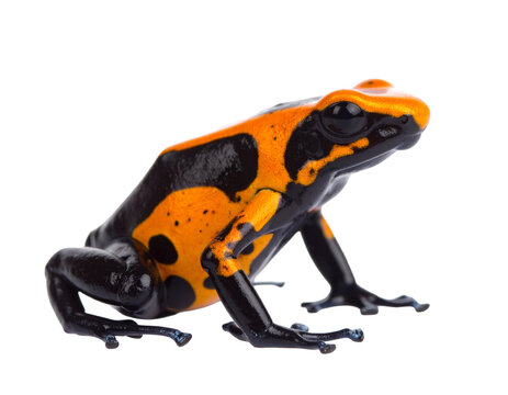 A brightly colored poison dart frog with black and orange patterns, isolated on white.