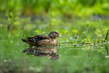 Wood duck female taken in southern MN in the wild