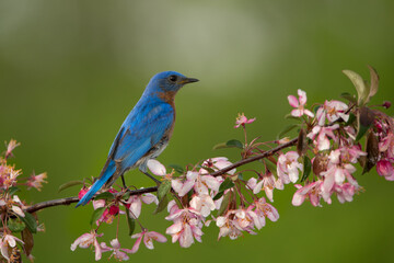 Obraz premium Eastern Bluebird male taken in southern MN in the wild