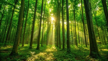 Fototapeta premium Sustainable energy solutions concepts, Sunlight streaming through a lush green forest, illuminating tall trees and a serene atmosphere.