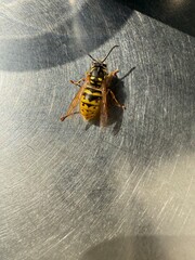 Wasp on Shiny Metallic Surface in Sunlight