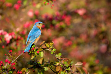 Eastern Bluebird male taken on crabapple taken in southern MN in the wild