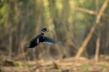 Wood Duck male taking off from pond taken in southern MN in the wild