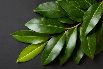 Obraz premium Glossy magnolia leaves on dark background