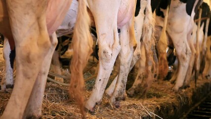 Close-Up of Cow Milking Machine on Udders