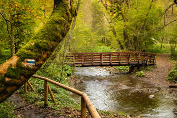 Tranquil forest hiking trail with wooden bridge over a serene stream in Bieszczady Mountains,...