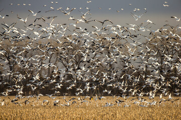 Snow Goose in flight V formation taken in southern Nebraska