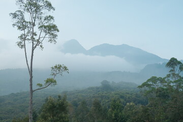 A scenic view of a lush green forest with mountains in the background partially obscured by a layer...