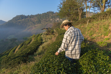 Farmer inspects tea fields. Smart farming and digital farming in Green tea industry. Agricultural researchers monitor the quality of tea leaves in plantation. Farmer Tea Plantation checking quality