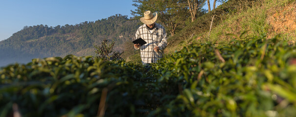 Farmer inspects tea fields. Smart farming and digital farming in Green tea industry. Agricultural researchers monitor the quality of tea leaves in plantation. Farmer Tea Plantation checking quality