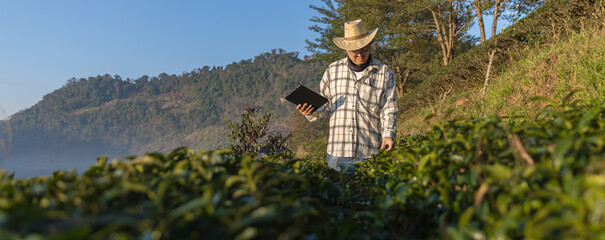 Farmer inspects tea fields. Smart farming and digital farming in Green tea industry. Agricultural researchers monitor the quality of tea leaves in plantation. Farmer Tea Plantation checking quality