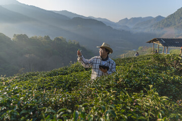 Farmer inspects tea fields. Smart farming and digital farming in Green tea industry. Agricultural researchers monitor the quality of tea leaves in plantation. Farmer Tea Plantation checking quality