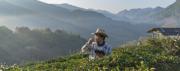 Farmer inspects tea fields. Smart farming and digital farming in Green tea industry. Agricultural researchers monitor the quality of tea leaves in plantation. Farmer Tea Plantation checking quality
